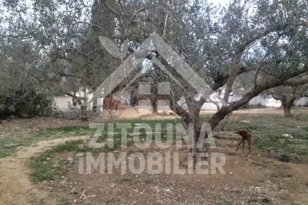 A vendre un terrain à Hammamet