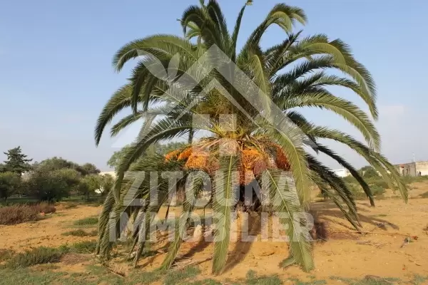 A vendre terrain à La soukra