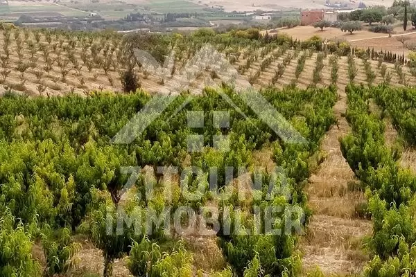 Terrain agricole