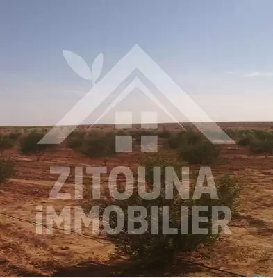 A vendre une ferme à Mezzouna
