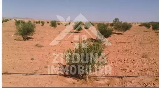 A vendre une ferme à Mezzouna