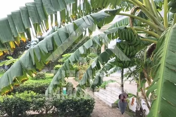 A vendre une belle villa à La Marsa