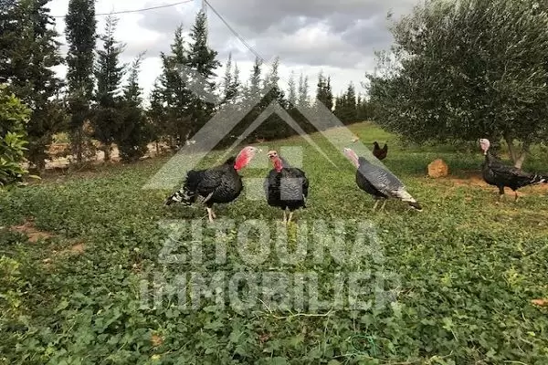 A vendre une ferme à Morneg de 11 Hectars