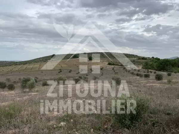 A vendre un terrain de 56 HA très bien placé à Zaghouen