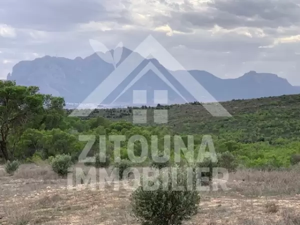 A vendre un terrain de 56 HA très bien placé à Zaghouen