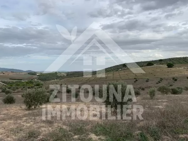 A vendre un terrain de 56 HA très bien placé à Zaghouen