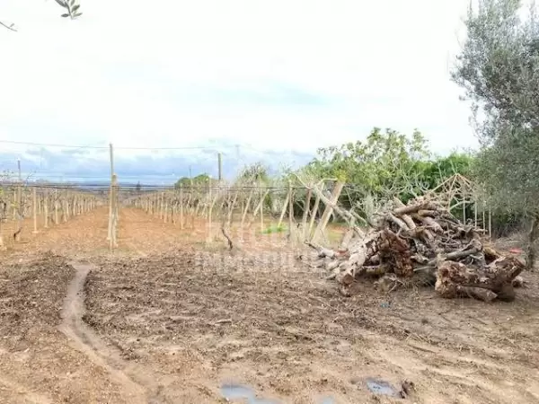Une ferme de 1400 m² à vendre à Mornag