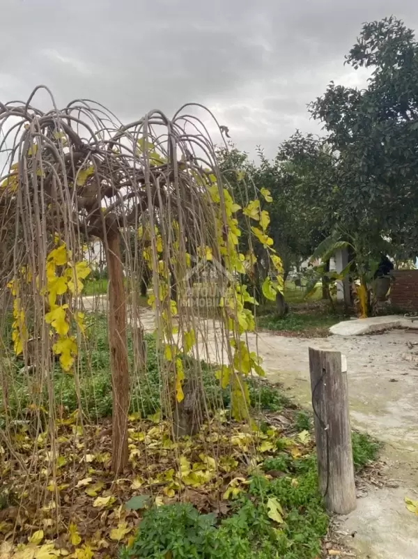 A VENDRE une grande ferme à nabeul