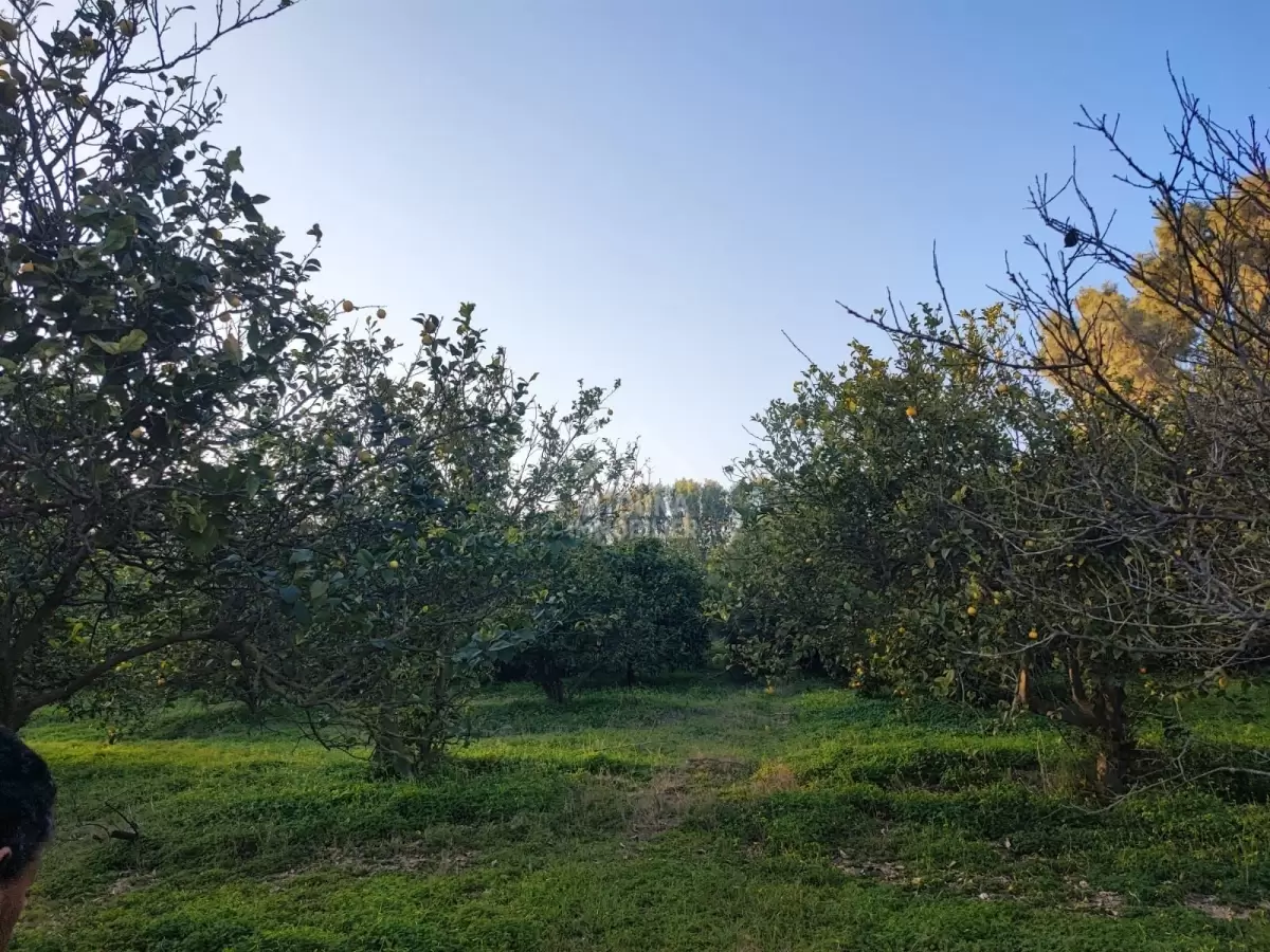 Une ferme agricole à vendre à Korba