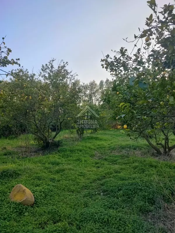 Une ferme agricole à vendre à Korba