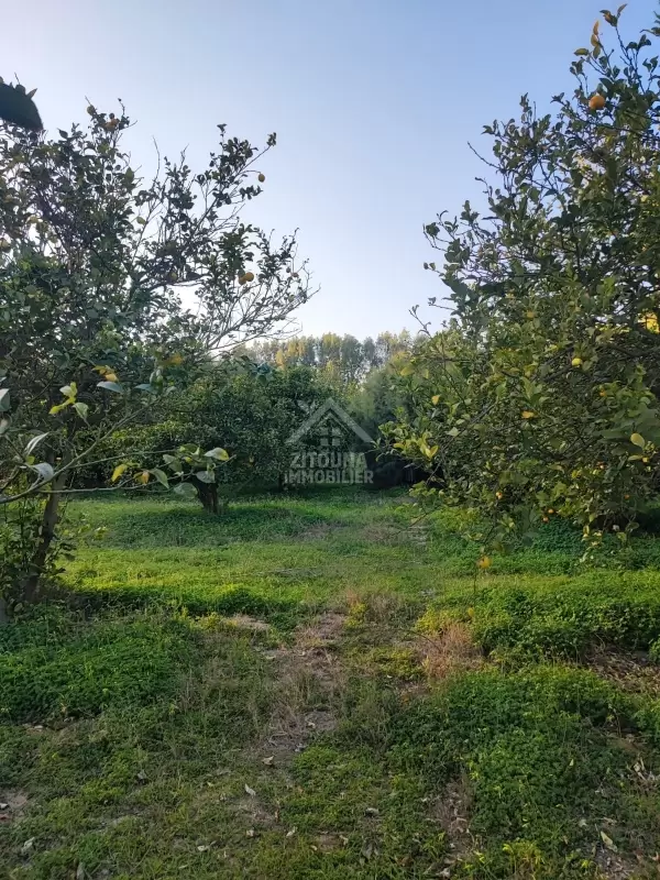 Une ferme agricole à vendre à Korba